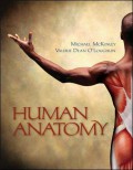 Human anatomy